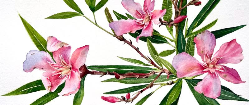 After Work: Der Oleander - Botanische Fundstücke in Aquarell